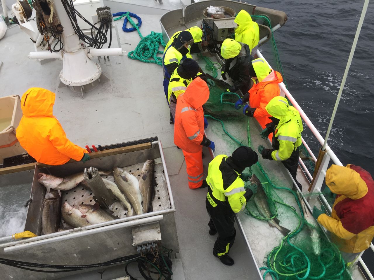Elevar på fiske med Havforskingsinstituttet